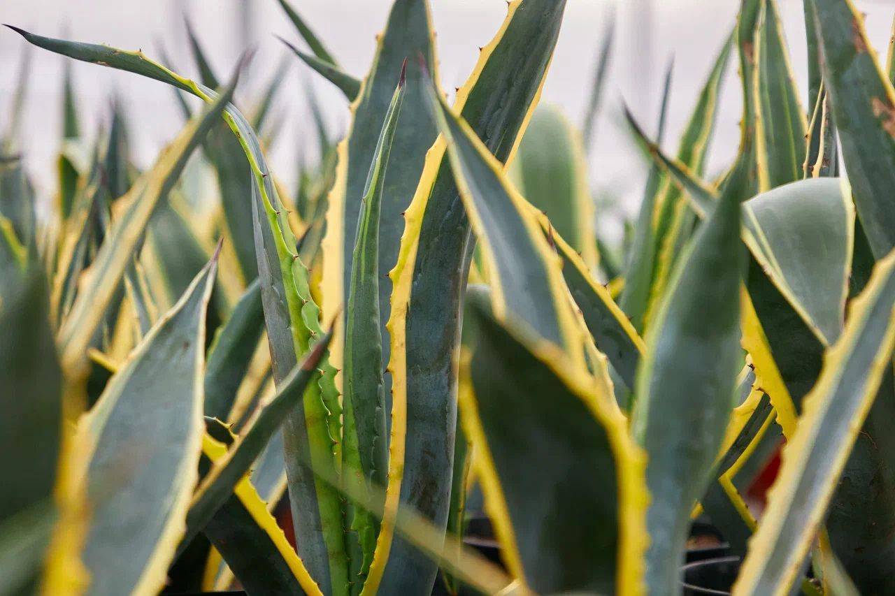 В летний период посетители Парка Горького у входа могут увидеть олеандры и пальмы, которые располагаются в керамических вазонах, кроме того заведующая оранжереей парка Ольга Клепикова рассказала, что в учреждении также есть оливы, лавры, лимоны, юкки и другие экзотические растения. Фото: пресс-служба Департамента культуры города Москвы