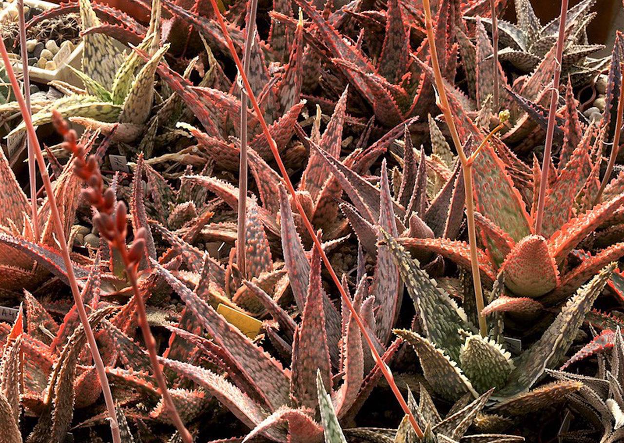 Выставка станет отличной возможностью узнать о необычной флоре, а также пообщаться с участниками старейшего колуба коллекционеровы кактусов и суккулентов в России. Фото: пресс-служба «Аптекарского огорода»