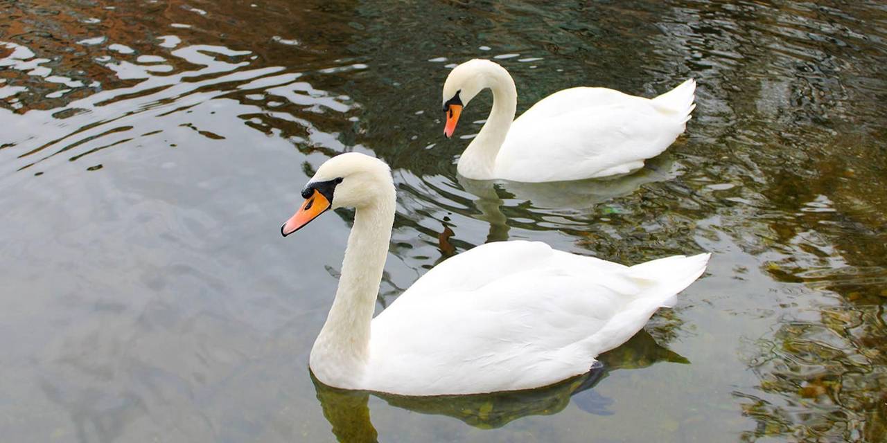 В 2024 году совет депутатов муниципального округа Хамовники договорились, чтобы Маша и Ваня жили в Московском зоопарке, так как до этого их переселяли в питомник. Фото: пресс-служба управы района Хамовники