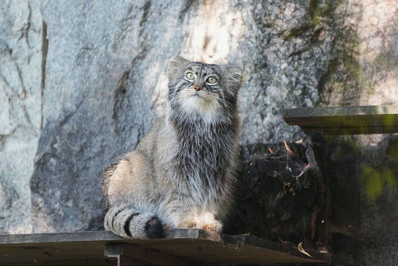 С 1975 года благодаря сотрудникам зоопарка родилось свыше 140 детенышей диких котов, которые сейчас живут по всему миру.Фото: пресс-служба Департамента культуры города Москвы
