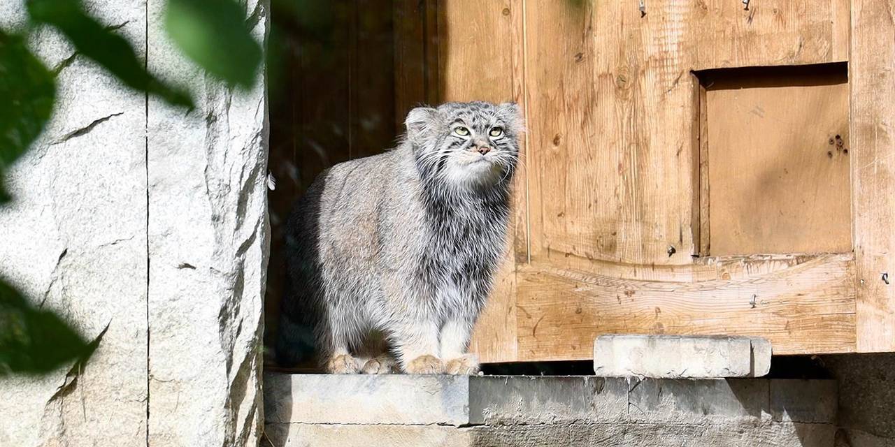 Москвичи и туристы пройдут через павильоны обезьян, амурских тигров, верблюдов, жирафов, белых медведей, панд, полярных сов и слонов, а также символа Московского зоопарка — манула Тимофея. Фото: пресс-служба Департамента культуры города Москвы