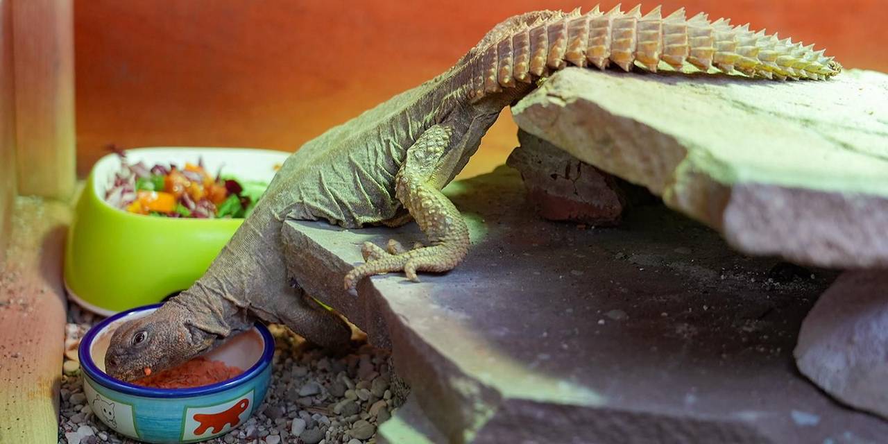 В случае опасности ящерица выставляет вперед хвост, усеянный острыми шипами, превращая его в эффективное оружие для обороны. Фото: пресс-служба Департамента культуры города Москвы