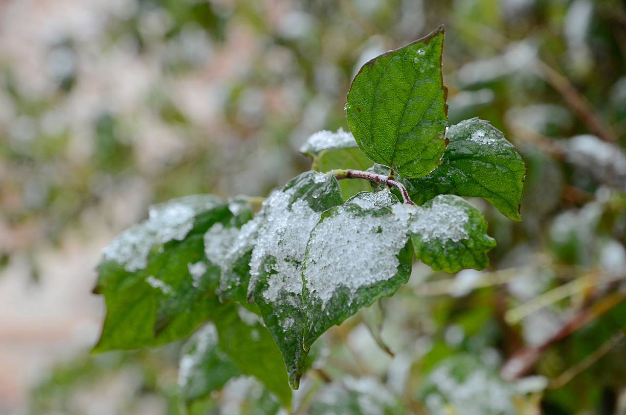 Этот легкий мороз станет первым в текущем месяце. Фото: архив, «Вечерняя Москва»