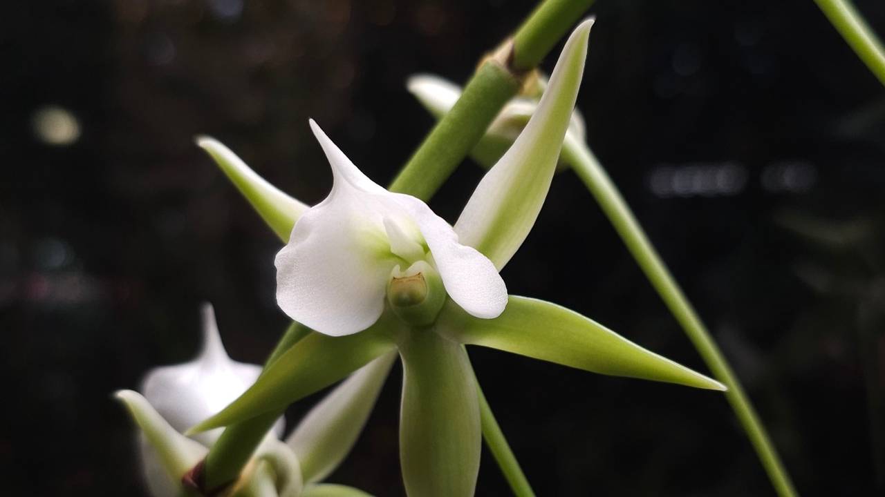 Экзотическую красавицу можно найти в одной из стеклянных витрин Пальмовой оранжереи. Фото: пресс-служба «Аптекарского огорода»