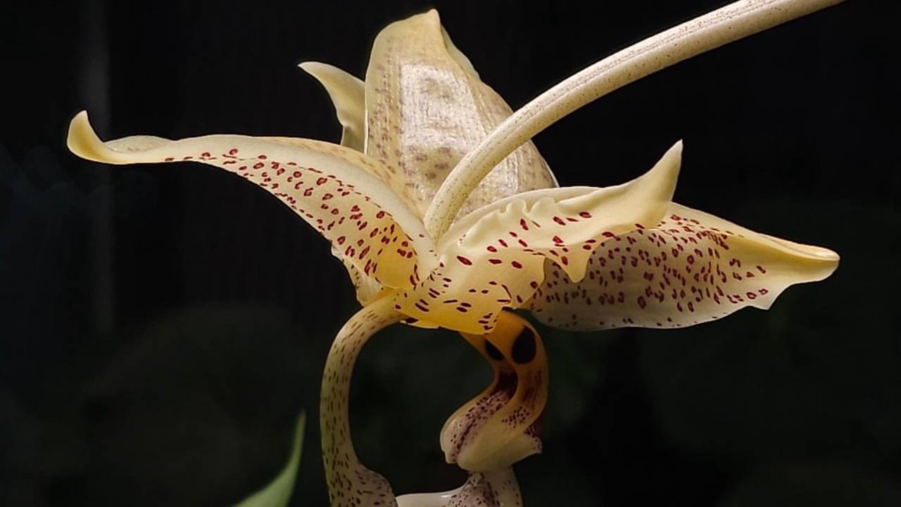 Увидеть уникальное цветение, которое продлится не более суток, можно в Пальмовой оранжерее. Фото: пресс-служба Ботанического сада