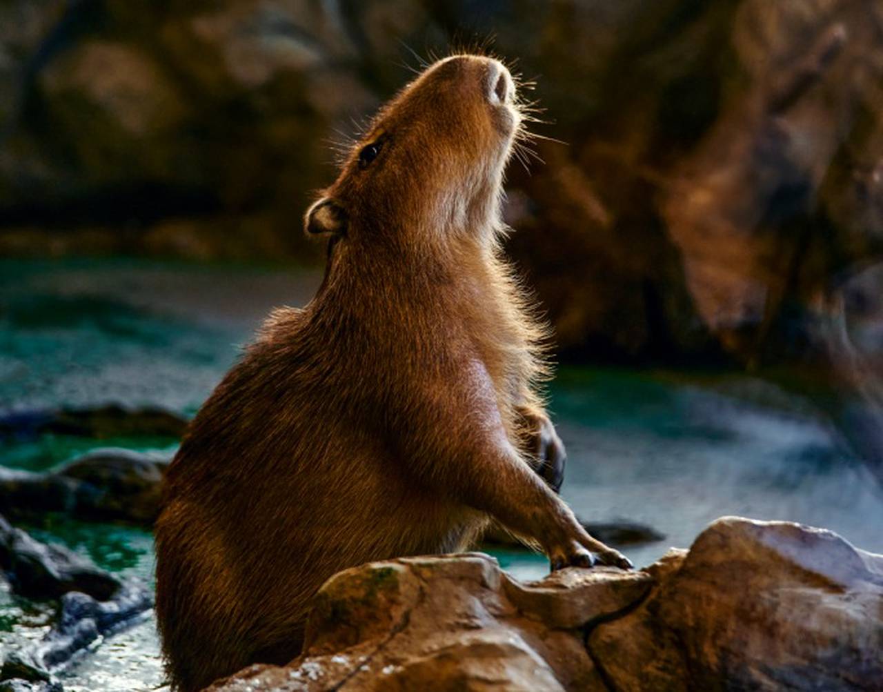 Проверить свои знания о самых крупных грызунах можно как на странице с прямым эфиром, так и на всех платформах проекта «Активный гражданин». Фото: медиабанк «Мосфото»