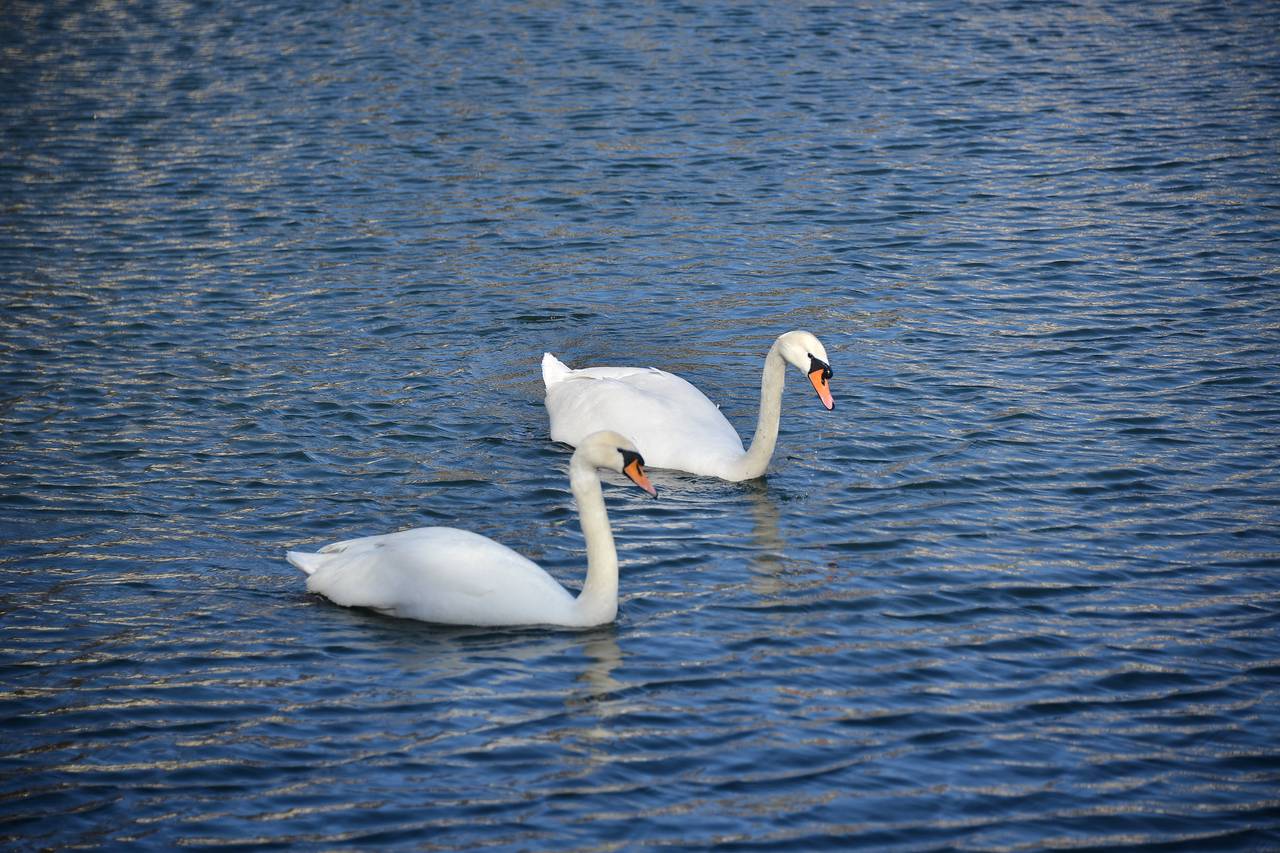 Весной все пернатые вновь вернутся в пруды. Фото: Анна Малакмадзе, «Вечерняя Москва»