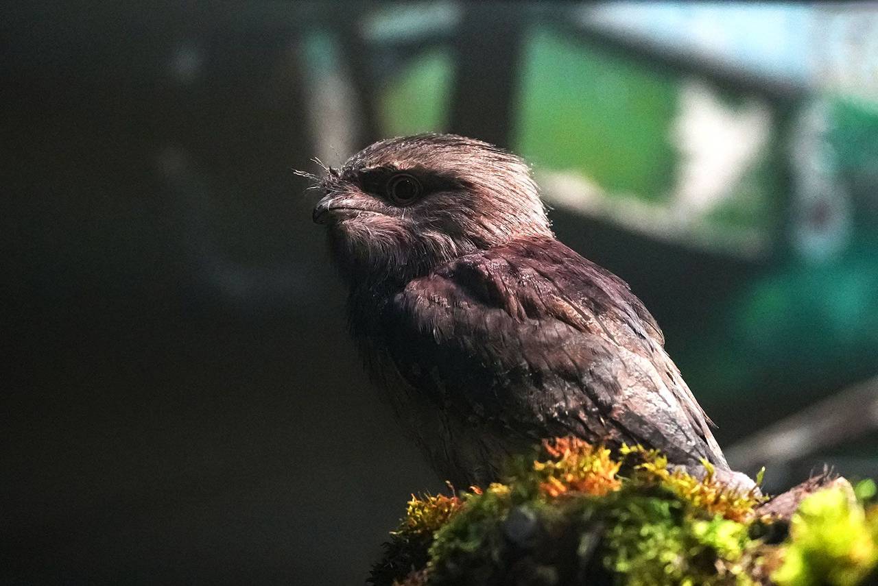 Дымчатый лягушкорот, также известный как дымчатый белогон. Фото: пресс-служба Департамента культуры города Москвы