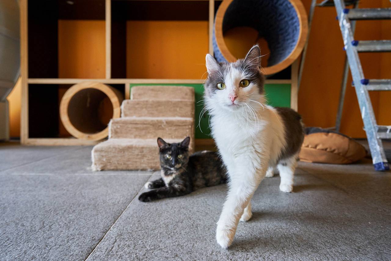 Помочь животному обрести дом можно с помощью сервиса «Моспитомец». Фото: mos.ru