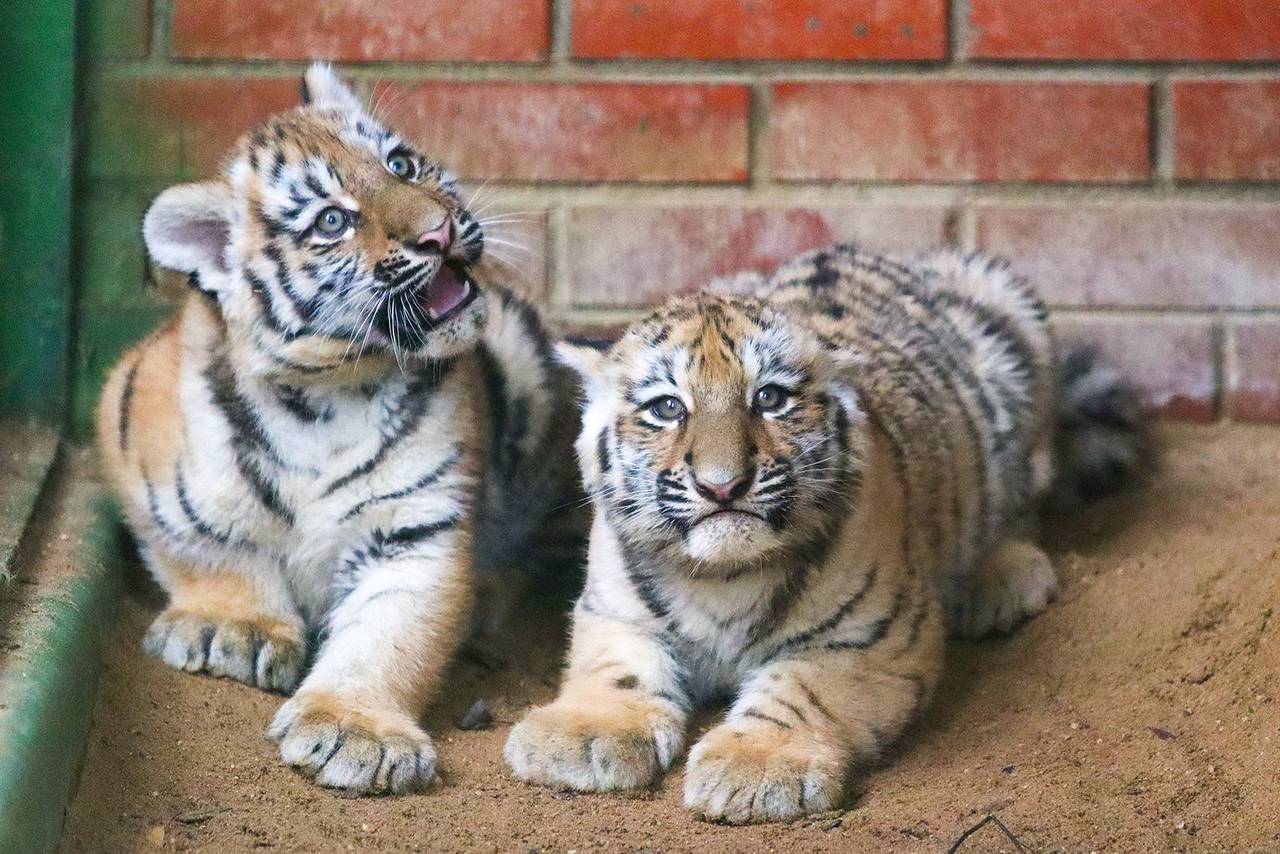 Детеныши родились в конце августа, но мама долго их скрывала, совсем недавно они стали появляться в уличном вольере. Фото: пресс-служба Департамента культуры города Москвы