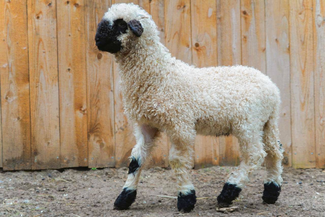 Детеныш является представителем валлийских овец, особенностью которых является контрастный окрас: белая пушистая шерсть сочетается с темными копытцами и мордочкой. Фото: пресс-служба Московского зоопарка