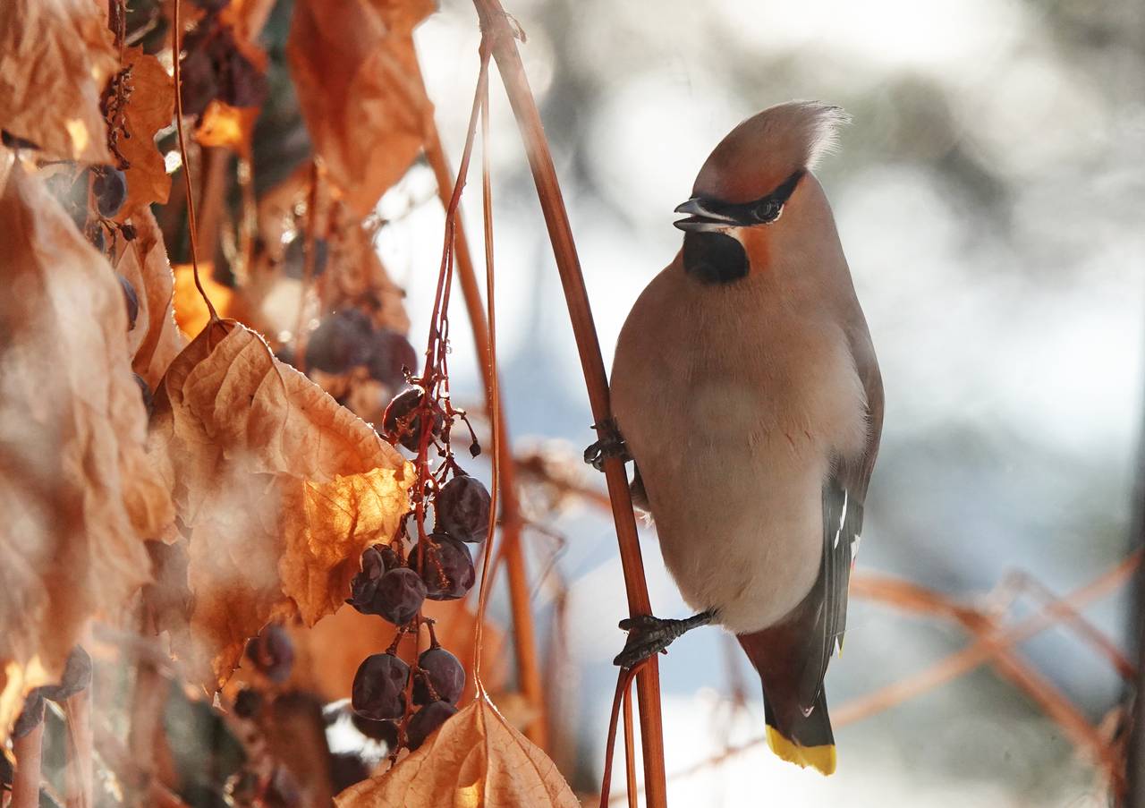 Обычно первыми на запах сала прилетают синицы, дятлы, поползни, а уже после к ним присоединяются вороны, галки и сойки. Фото: Виктор Хабаров, «Вечерняя Москва»