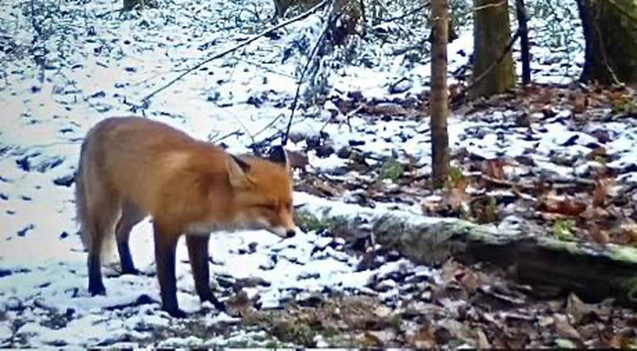 В отличие от животных, впадающих в зимнюю спячку, лисы приспосабливаются к холодам, используя временные убежища. Фото: скриншот из видеоматериала официального Telegram-канала Департамента природопользоывн и охраны окружающей среды города Москвы
