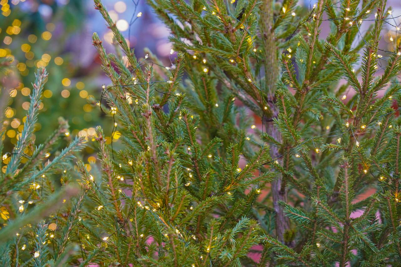 В рамках благотворительной части с 26 декабря по 11 января волонтеры в образах Деда Мороза и Снегурочки посетят семьи Басманного района. Фото: Ксения Догонашева, Вечерняя Москва