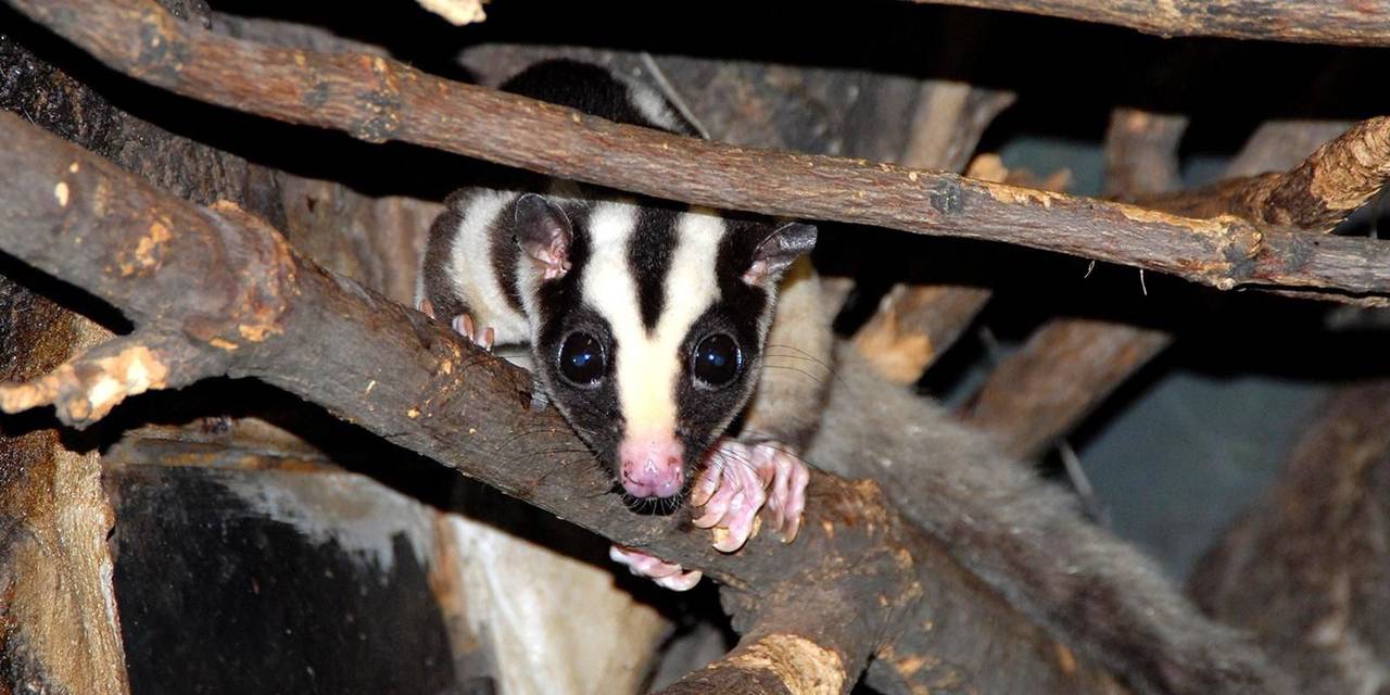 Полосатый кускус является крупным сумчатым животным, которое обитает в тропических лесах Австралии и осторовов Океании. Фото: пресс-служба Департамента культуры города Москвы