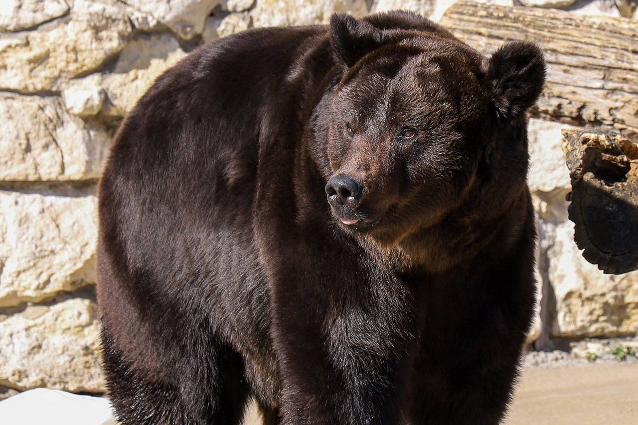 Помимо гималайских медведей в спячку впадает бурый медведь Гром, который поселился в зоопарке в 2022 году. Фото: пресс-служба Департамента культуры города Москвы
