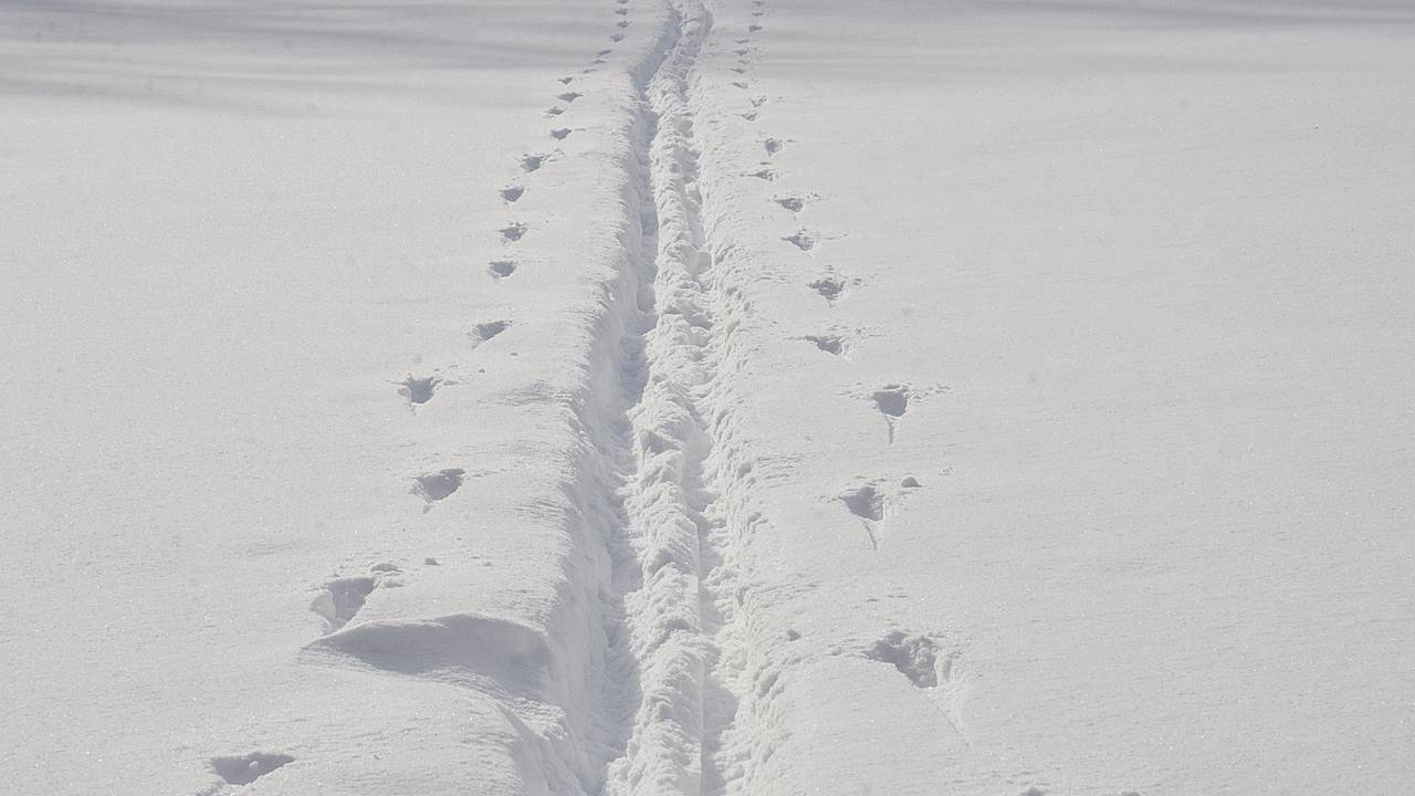 Фото: Анна Быкова, «Вечерняя Москва»