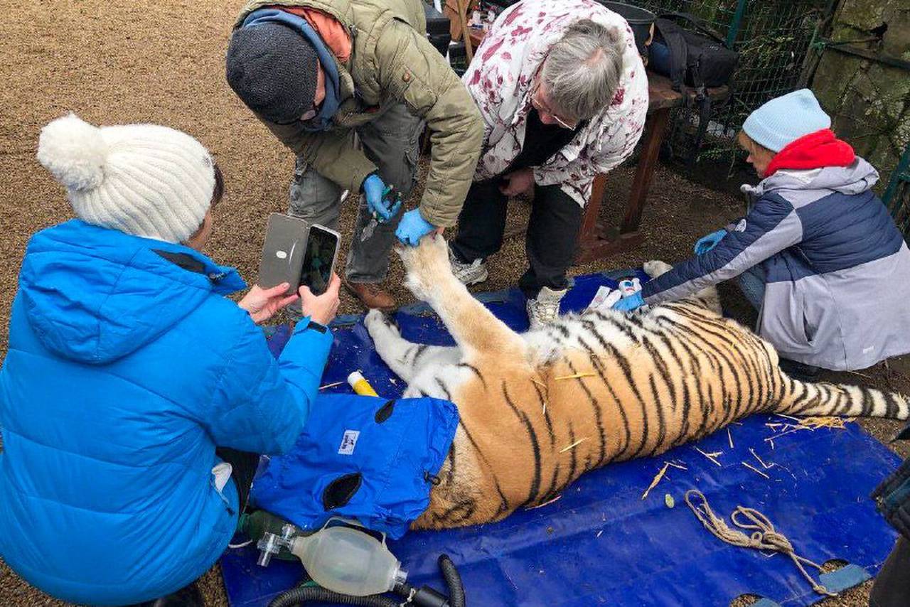 В Бердянск для помощи льву 15 декабря прибыла специальная бригада. Фото: пресс-служба Департамента культуры города Москвы