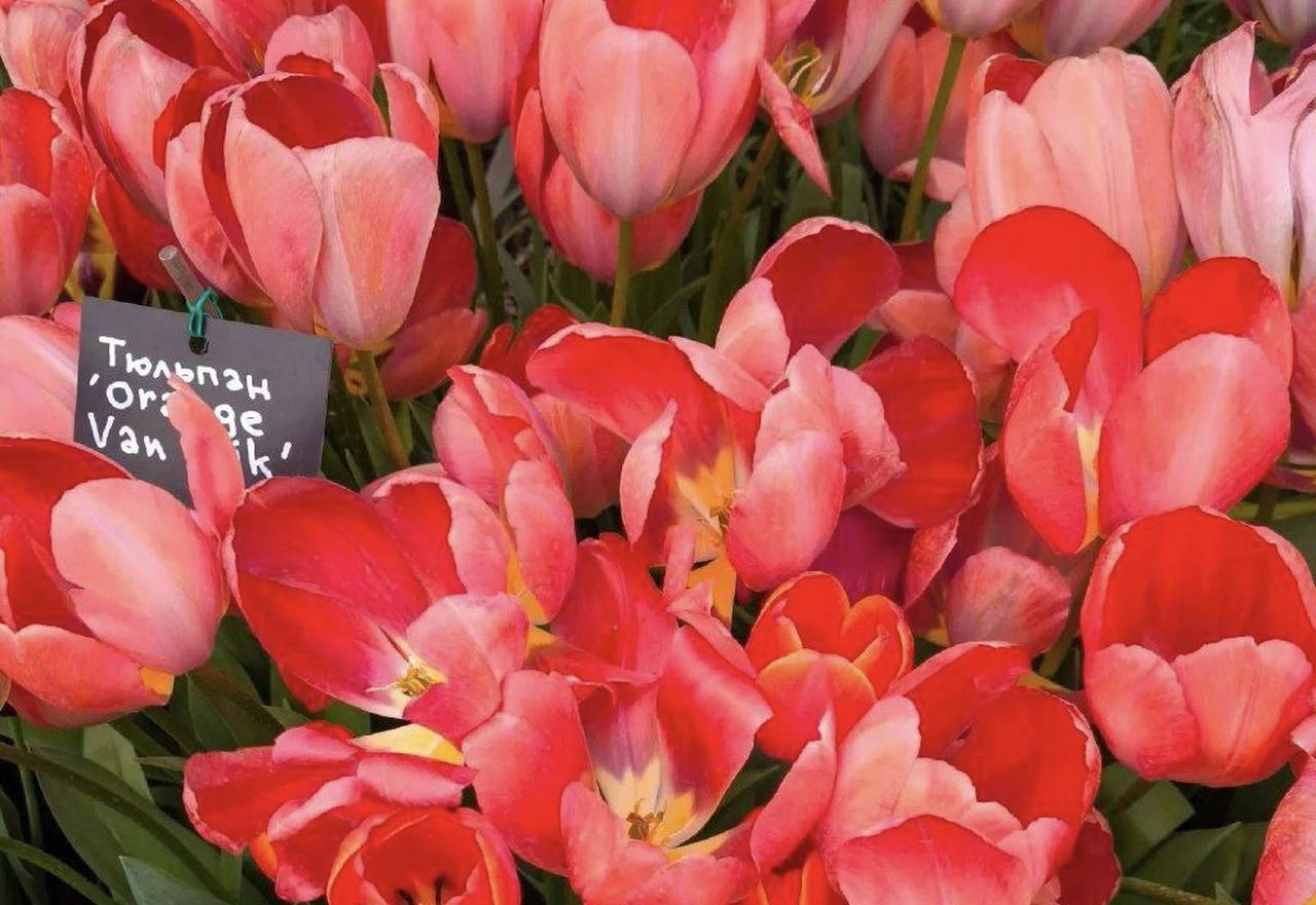 Уникальностью проекта станут цветы и растения, такие как тюльпаны, нарциссы, груши, сирень и сливы, которые расцветут на 2 месяца раньше, чем в природе. Фото: пресс-служба «Аптекарского огорода»