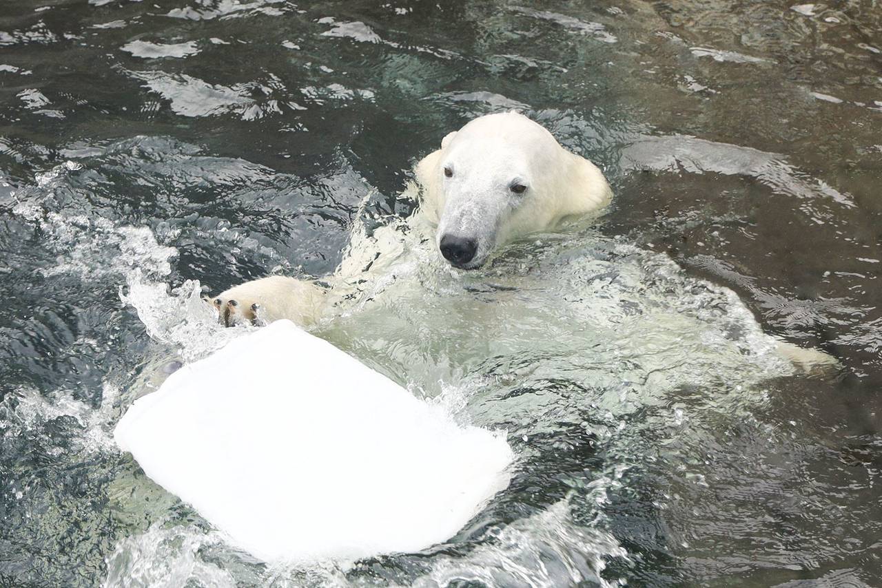 Участники узнают место обитания вида, настоящий цвет шерсти, рацион и имя медведицы, которая живет в зоопарке и стала звездой прямых эфиров. Фото: пресс-служба Департамента культуры города Москвы