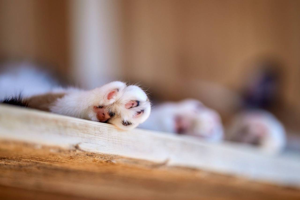 Горожане забирают животных из приютов с помощью сервиса «Моспитомец». Фото: сайт мэра Москвы