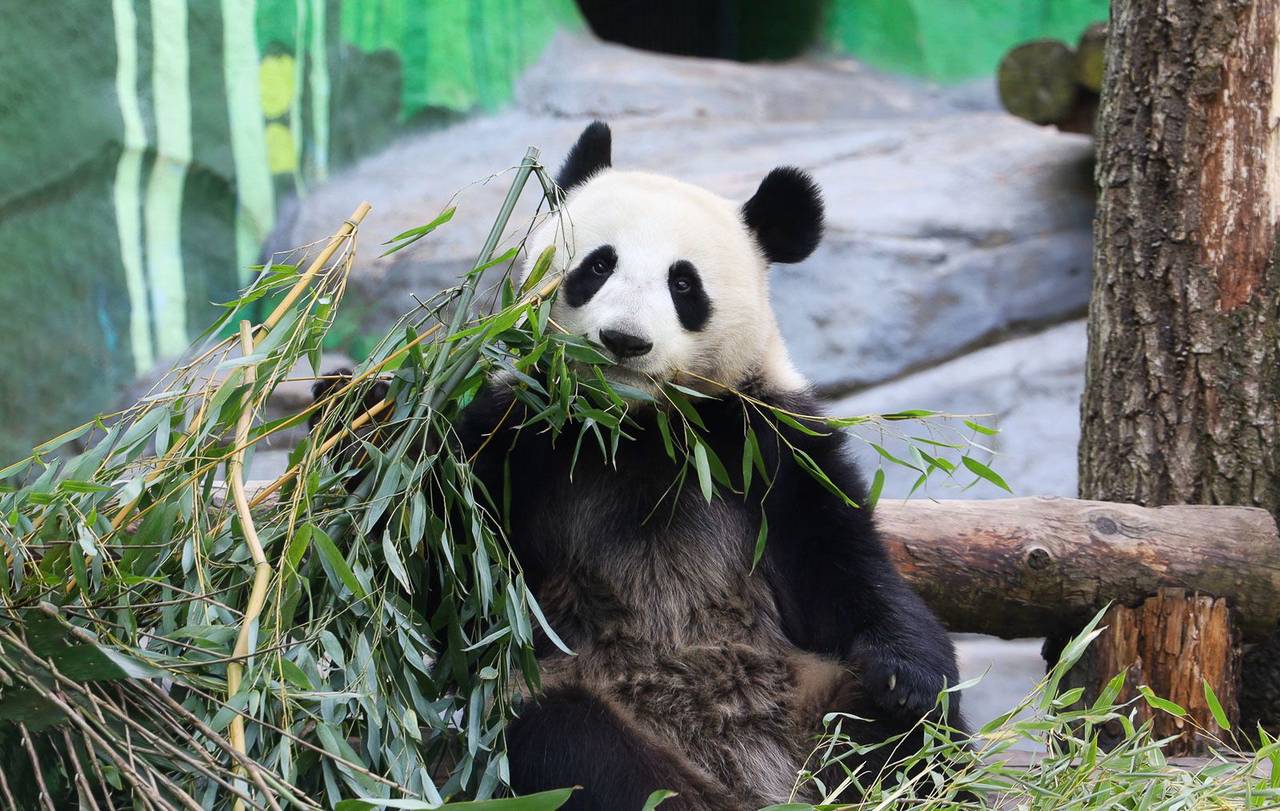 В зоне «Круг катания» возведут двухуровневое здание, площадь которого превысит 2 тысячи квадратных метров, предназначенное для панды Катюши. Фото: пресс-служба Департамента культуры города Москвы