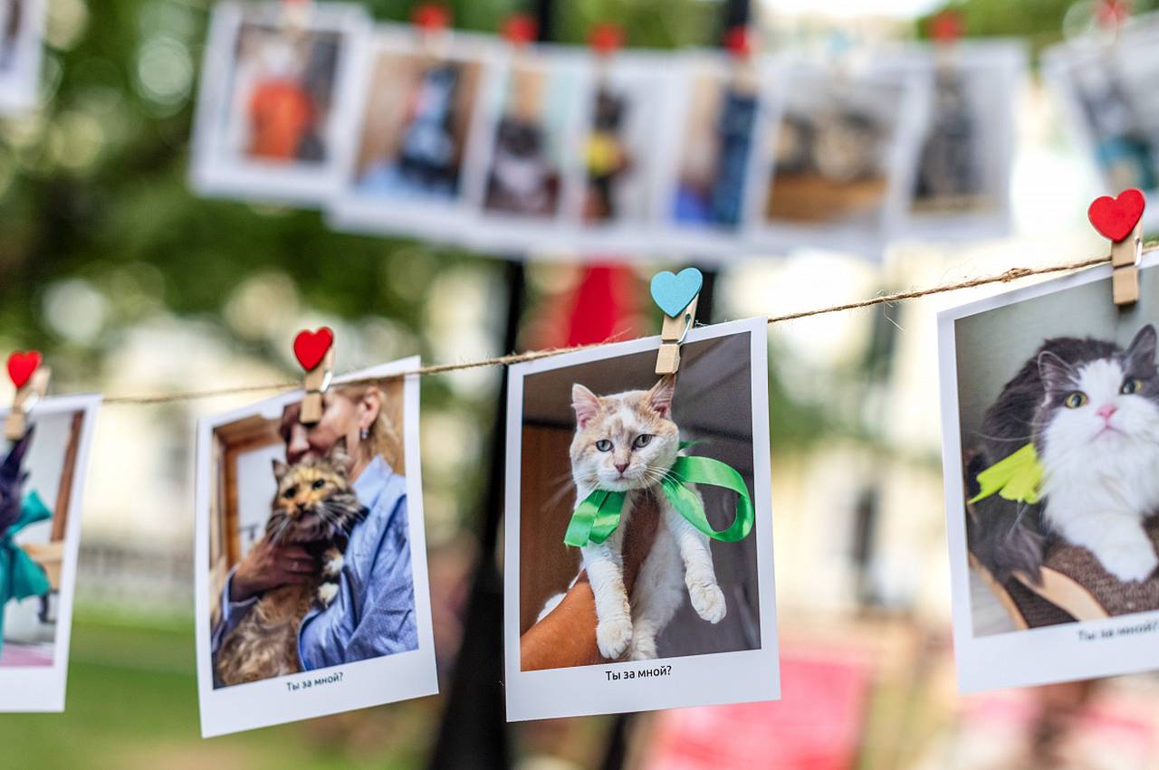 Сервис «Моспитомец» создан в октябре прошлого года с целью помочь выбрать кошку или собаку из 13 городских приютов. Фото: медиабанк «Мосфото»