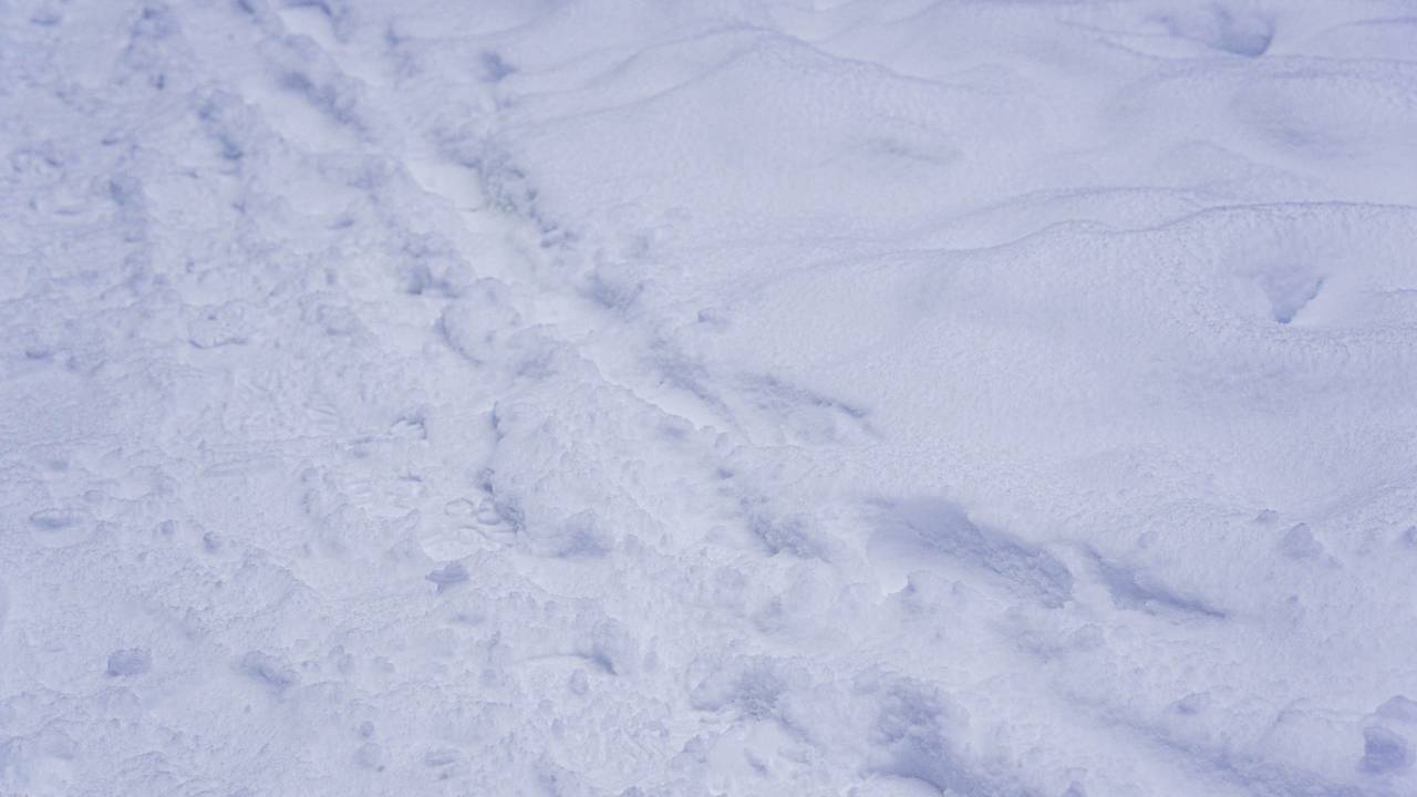 Фото: Ксения Догонашева, «Вечерняя Москва»