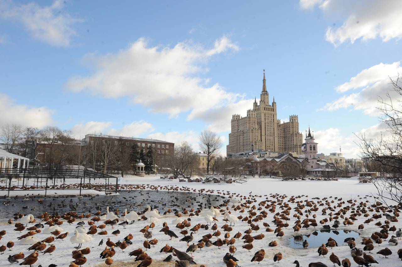 У родителей уже есть потомство — в 2024 году родилась самка Наоми, которая находится в неэкспозиционном вольере зоопарка. Фото: Пелагия Замятина, «Вечерняя Москва»