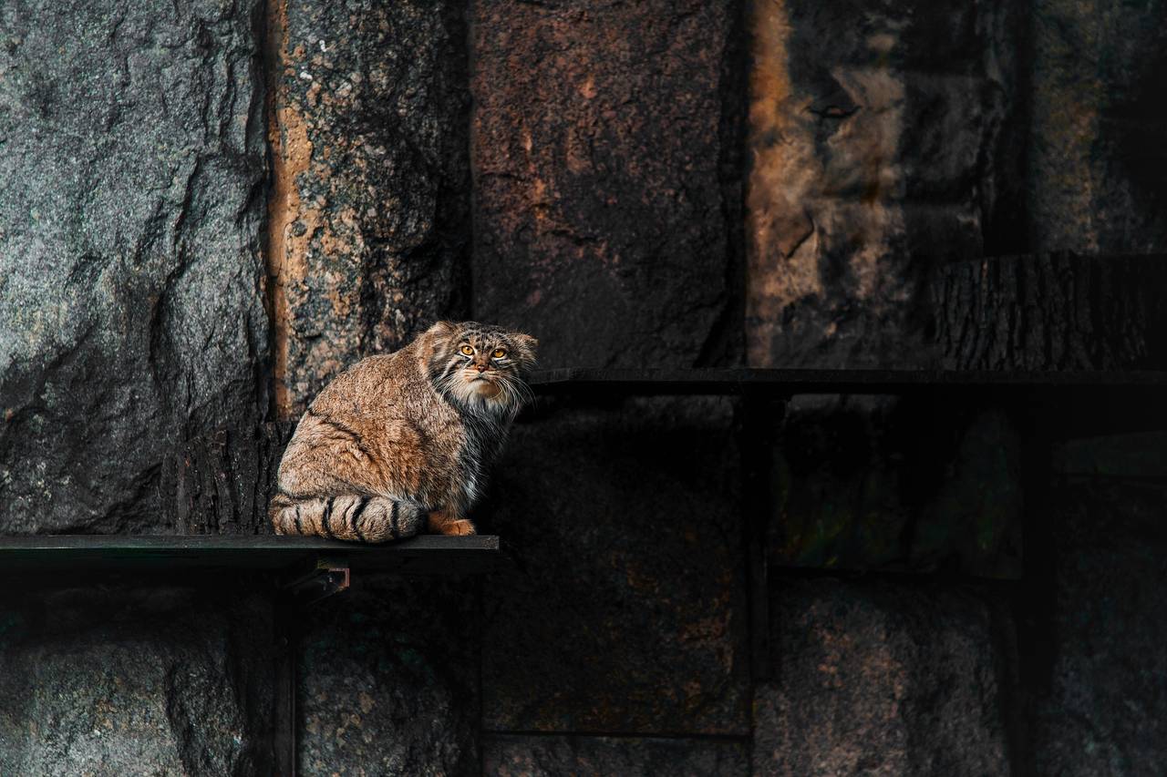 Тимофей использует в основном нижние этажи своего вольера, например, кота можно увидеть около домика или на ступенях. Фото: медиабанк «МосФото»