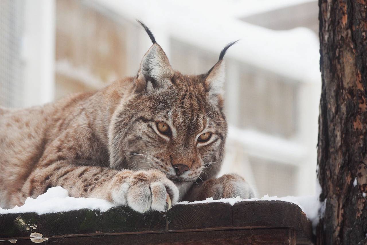 Их легко отличить от других видов семейства кошачьих по внешности. Фото: пресс-служба Департамента культуры города Москвы