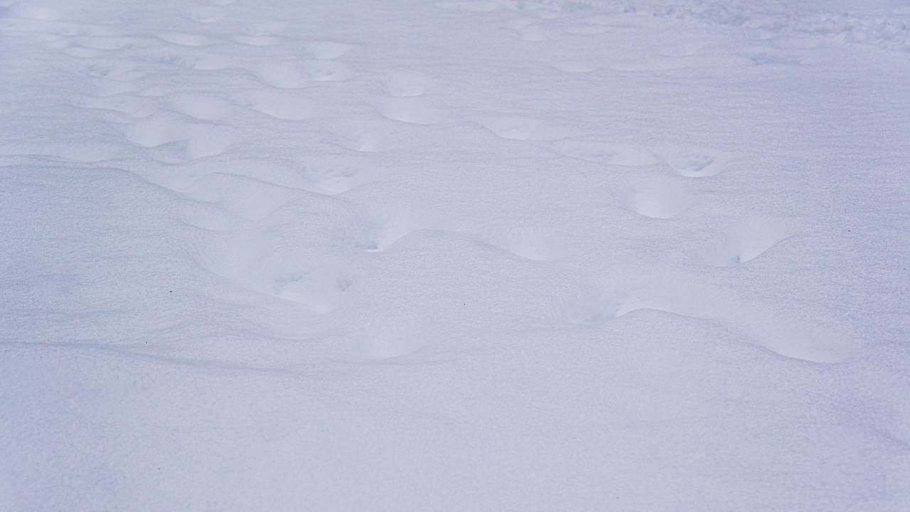 Фото: Ксения Догонашева, «Вечерняя Москва»