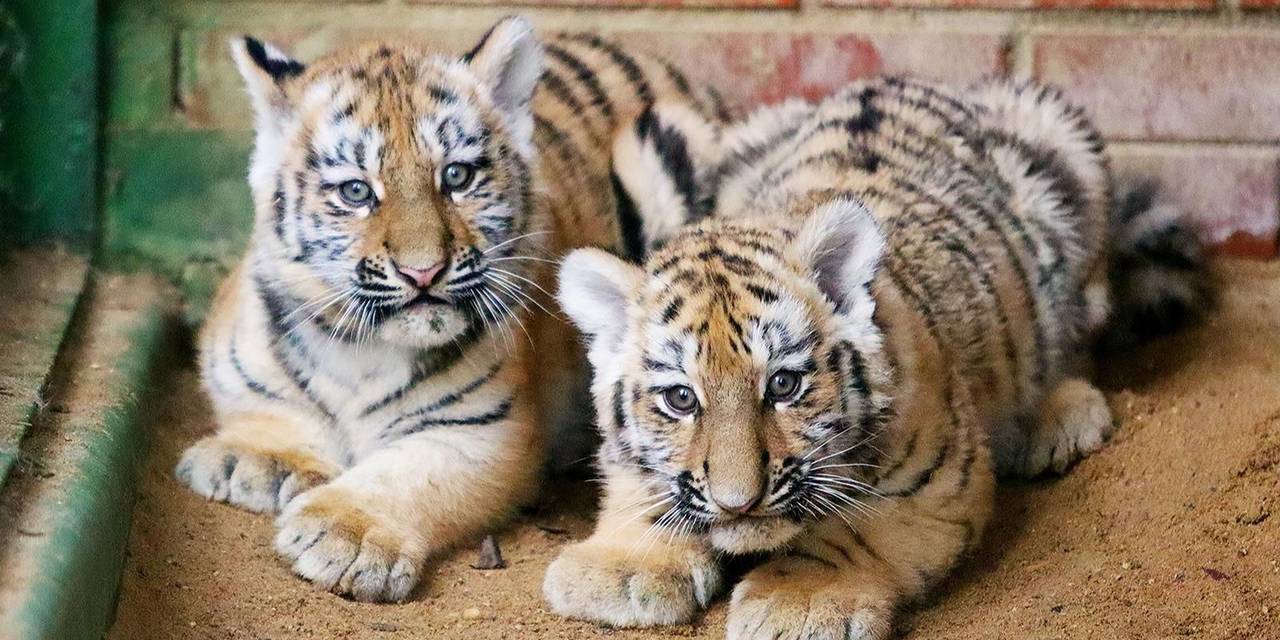 Рождение потомства имеет исключительную важность для программы защиты данного вида, занесенного в Красную книгу. Фото: пресс-служба Департамента культуры города Москвы