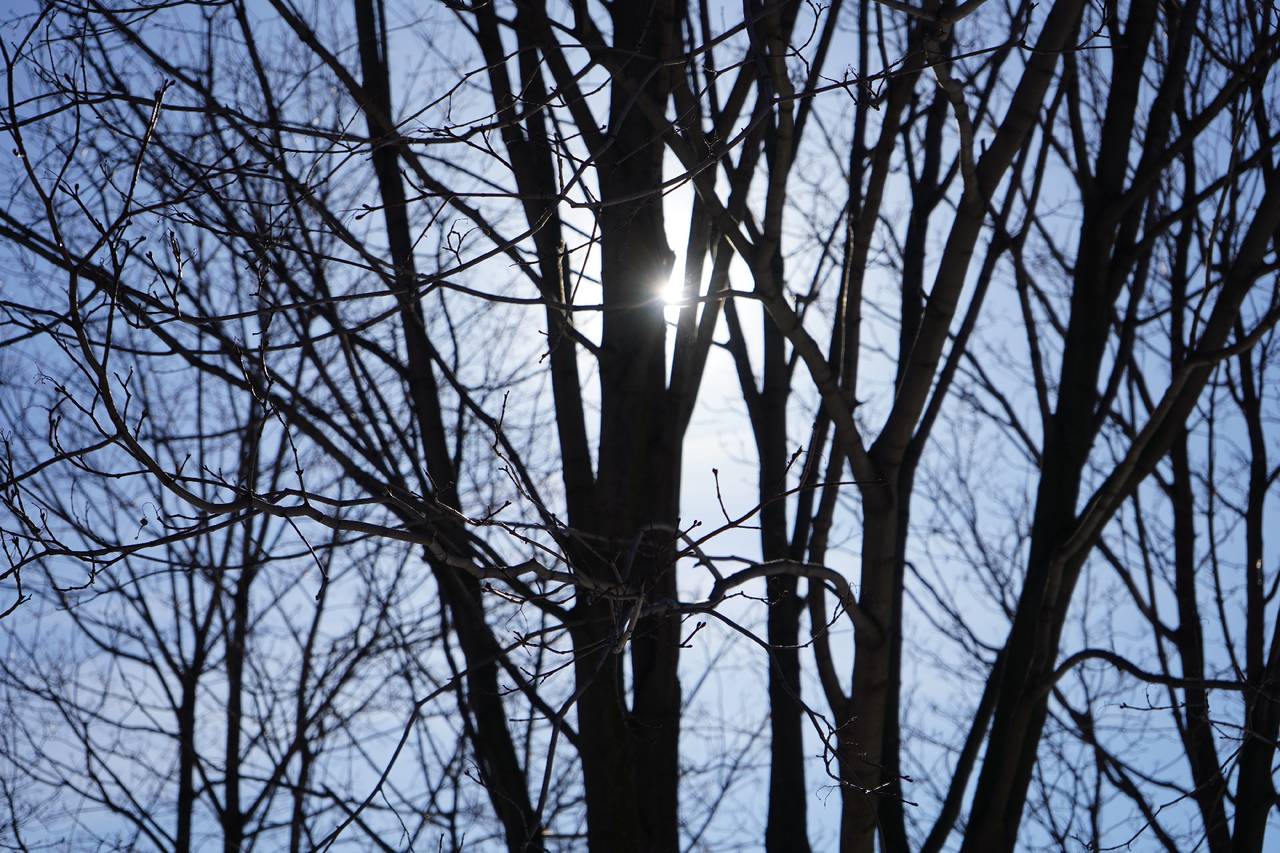  В ночь на пятницу и в днем могут быть дождь и мокрый снег, а температура днем может достигнуть плюс 2 градусов, что означает первую оттепель, которая будет короткой, так как во второй половине февраля ожидается понижение температуры. Фото: Анна Быкова, «Вечерняя Москва»