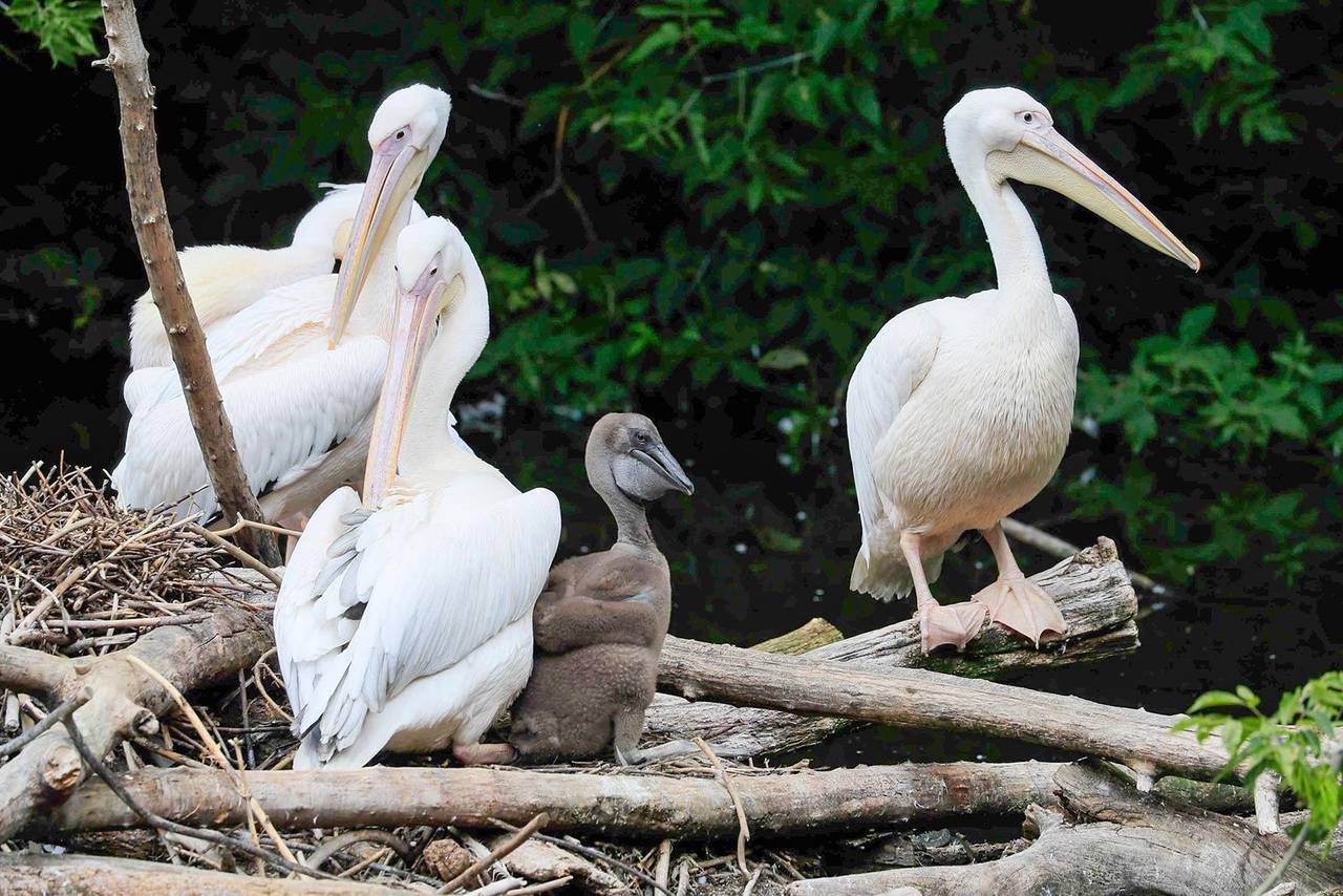 Весной они поселятся в павильоне «Птицы и бабочки». Фото: пресс-служба Департамента культуры города Москвы