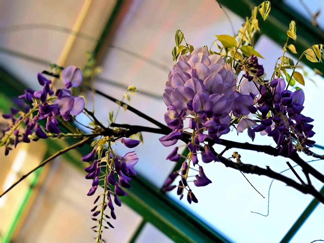 Увидеть 10 соцветий на растении можно в Субтропической оранжерее. Фото: пресс-служба Аптекарского огорода